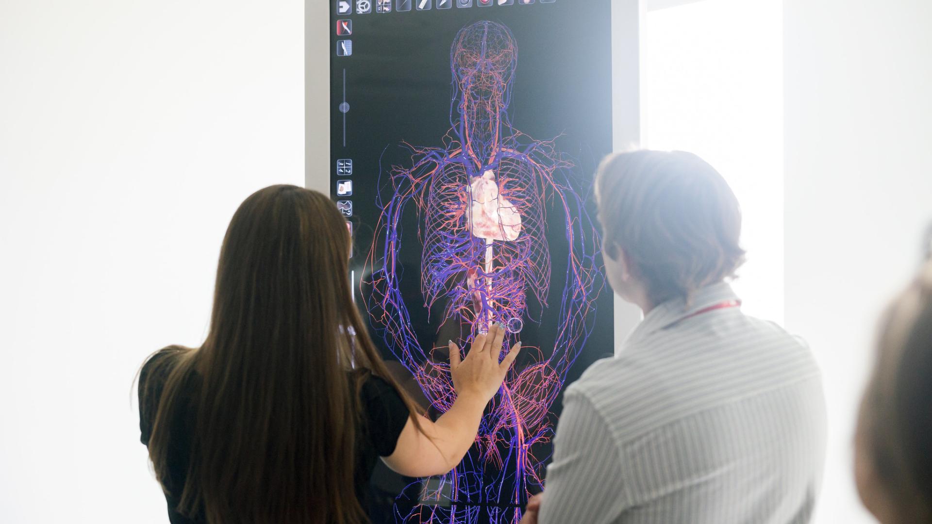 Two students using interactive anatomy diagram