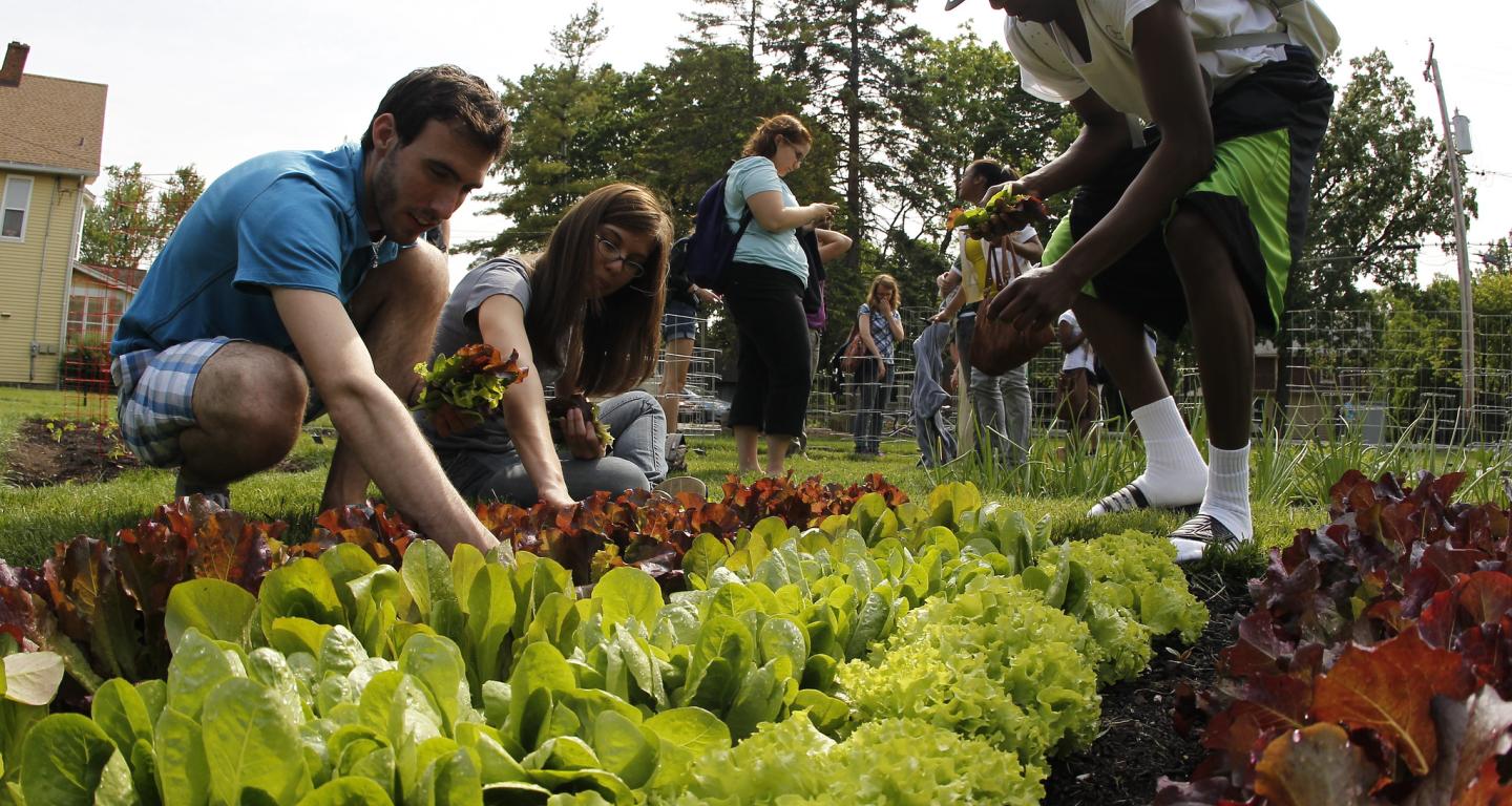 Environmental studies majors at North Central College working on a garden project.