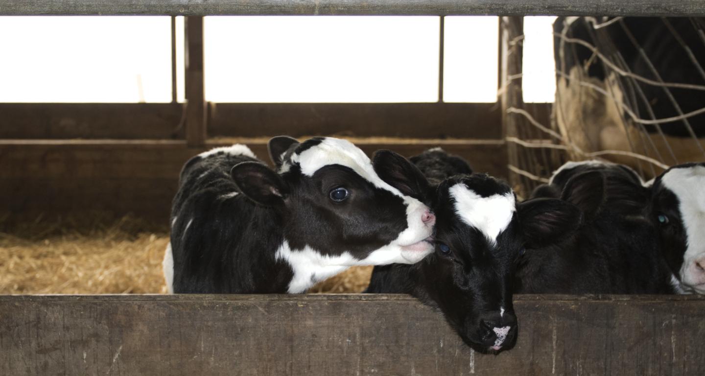 Two cows cared for by North Central College veterinary students.